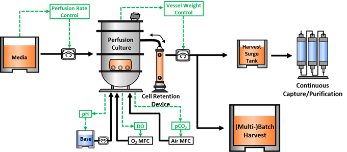 连续细胞培养生产工艺