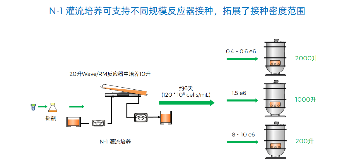 N-1 灌流培养可支持不同规模反应器接种，拓展了接种密度范围